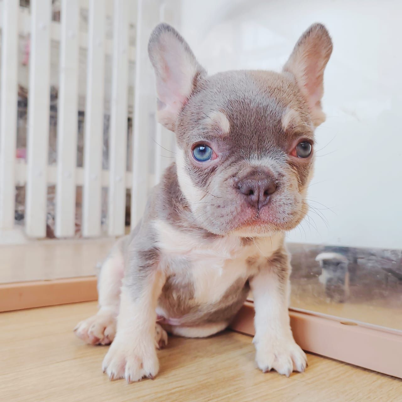 French Bulldog 法斗