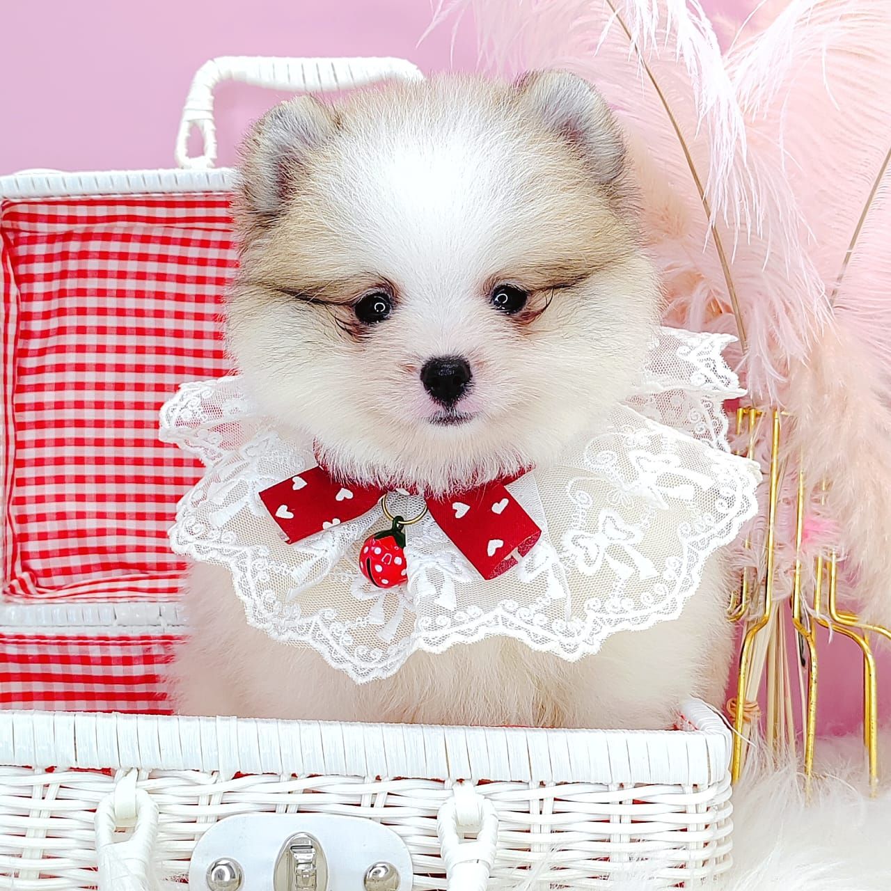 Pomeranian 博美
