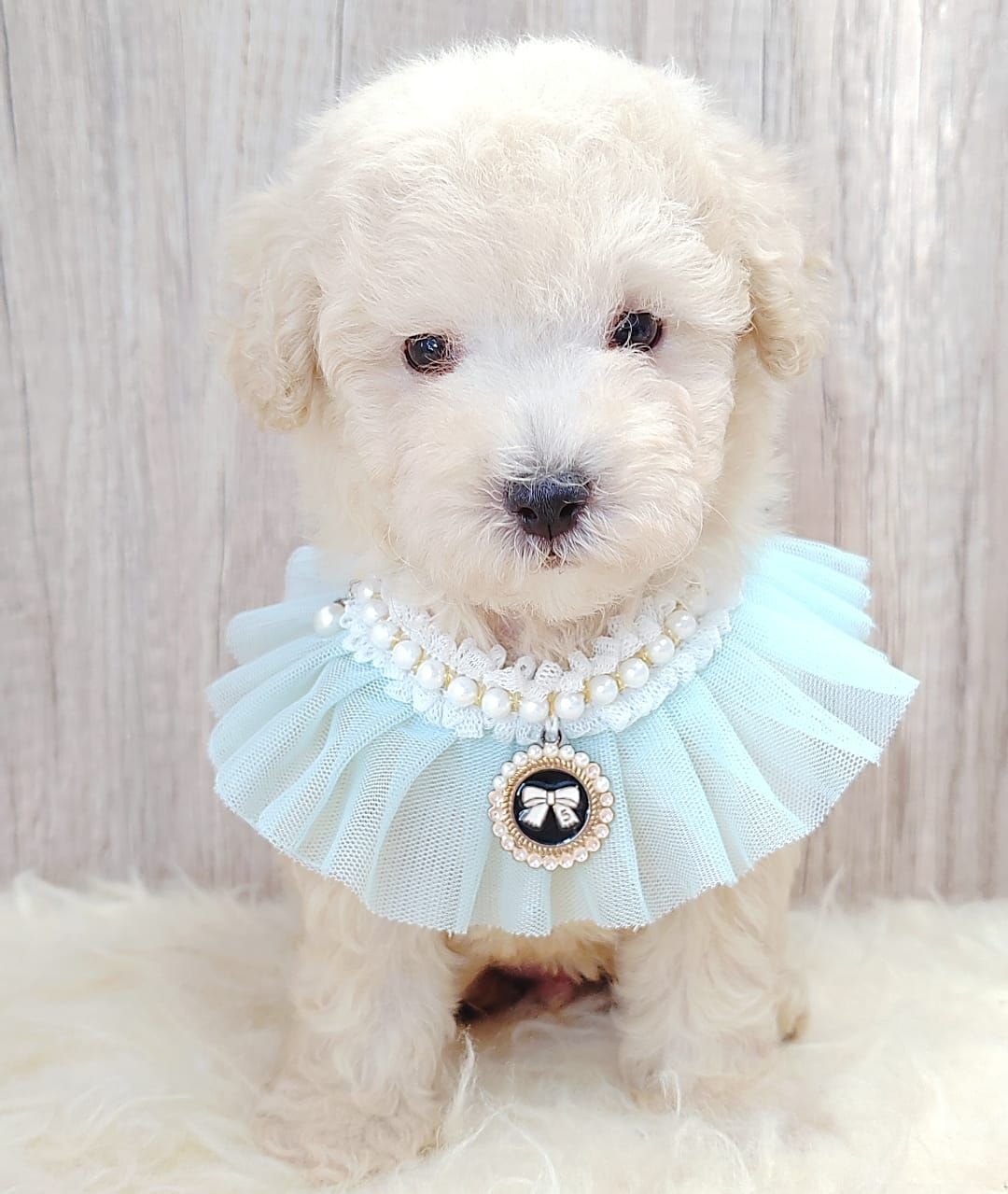 Poodle 娉拌开璐靛
