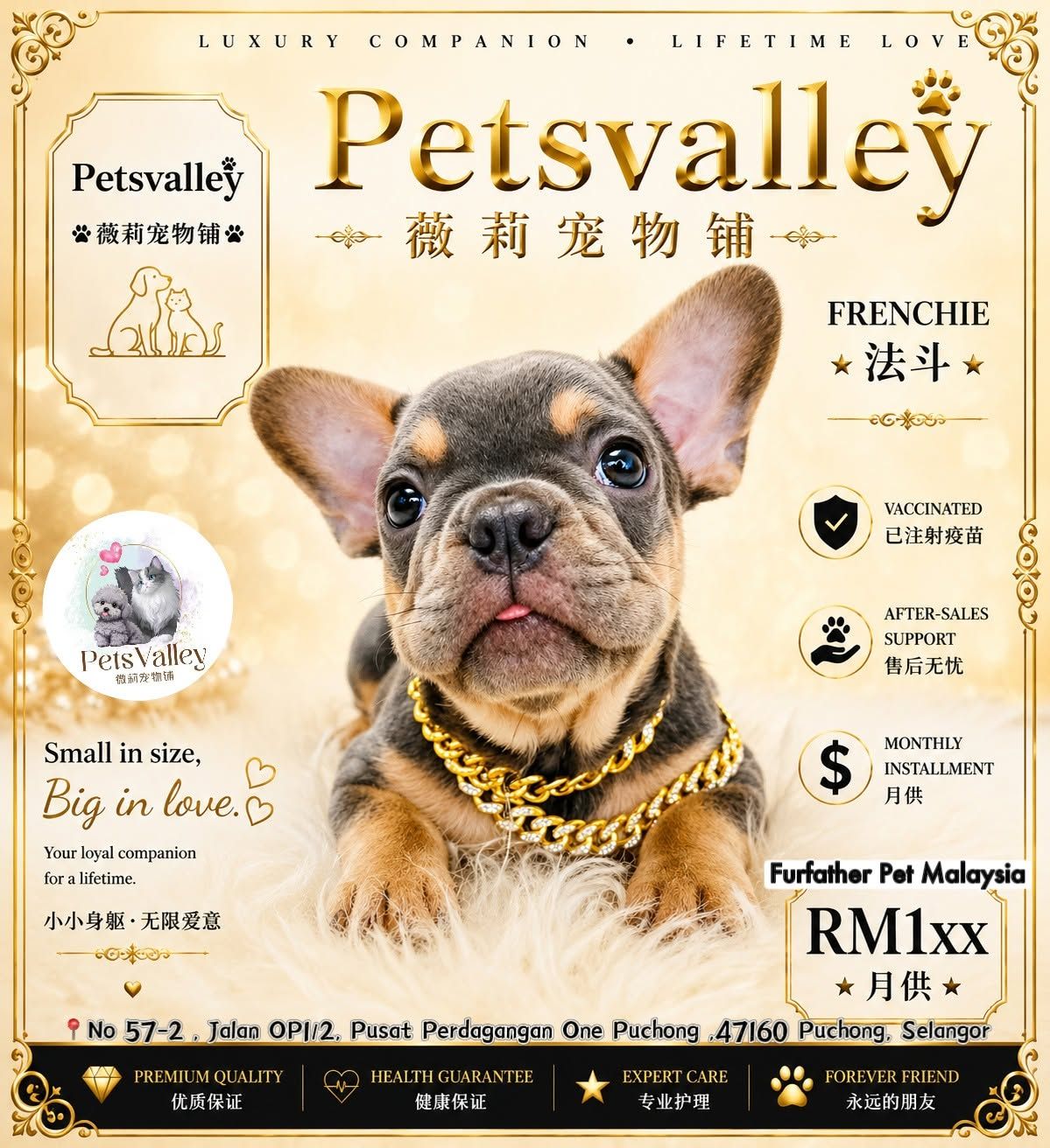 French Bulldog 法斗