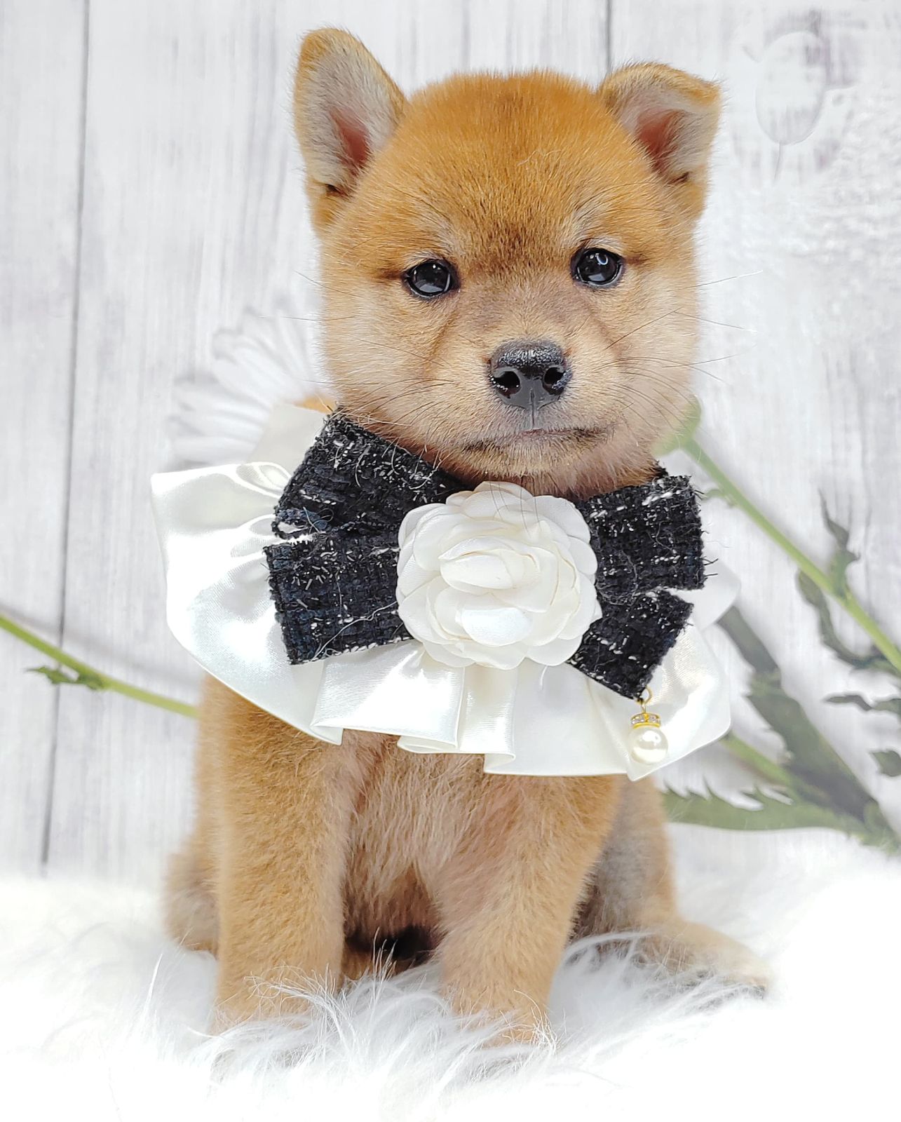 Shiba Inu 柴犬