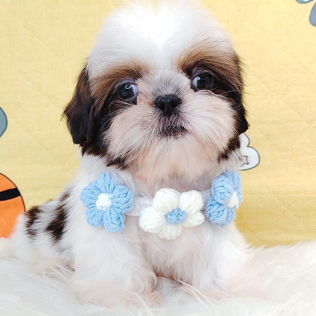 Shih Tzu 西施