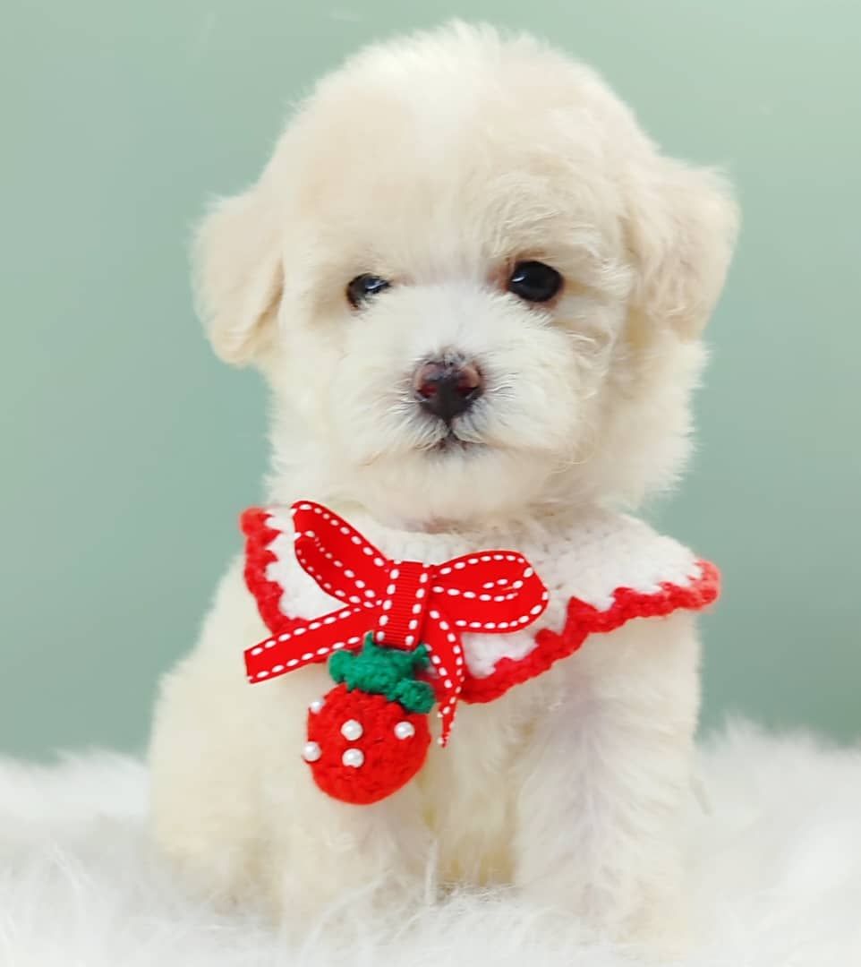 Maltipoo 马尔泰迪