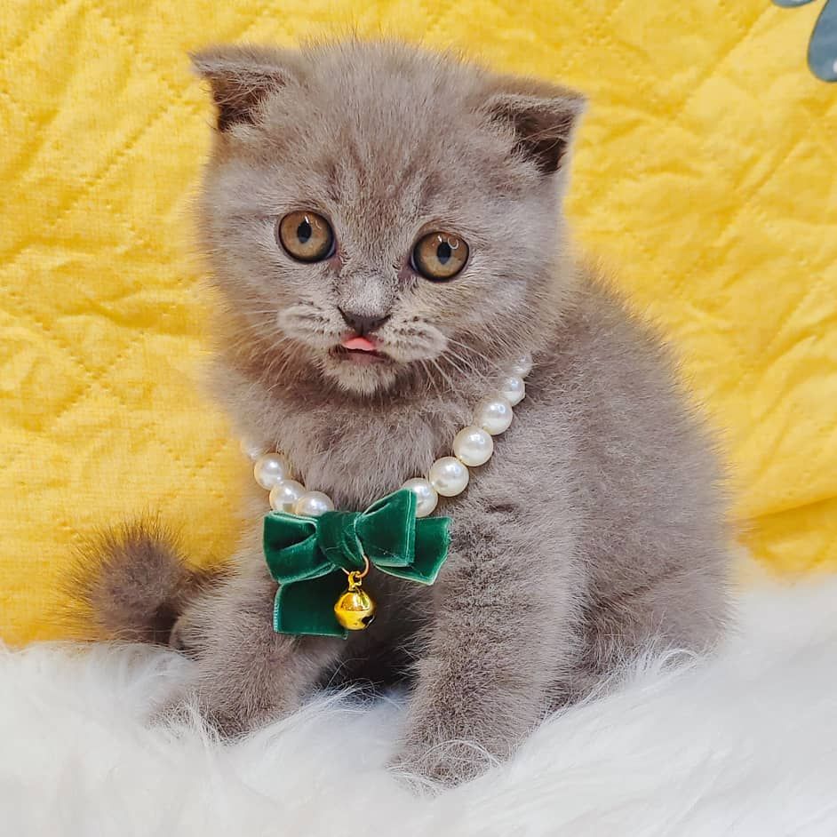 Scottishfold 折耳猫