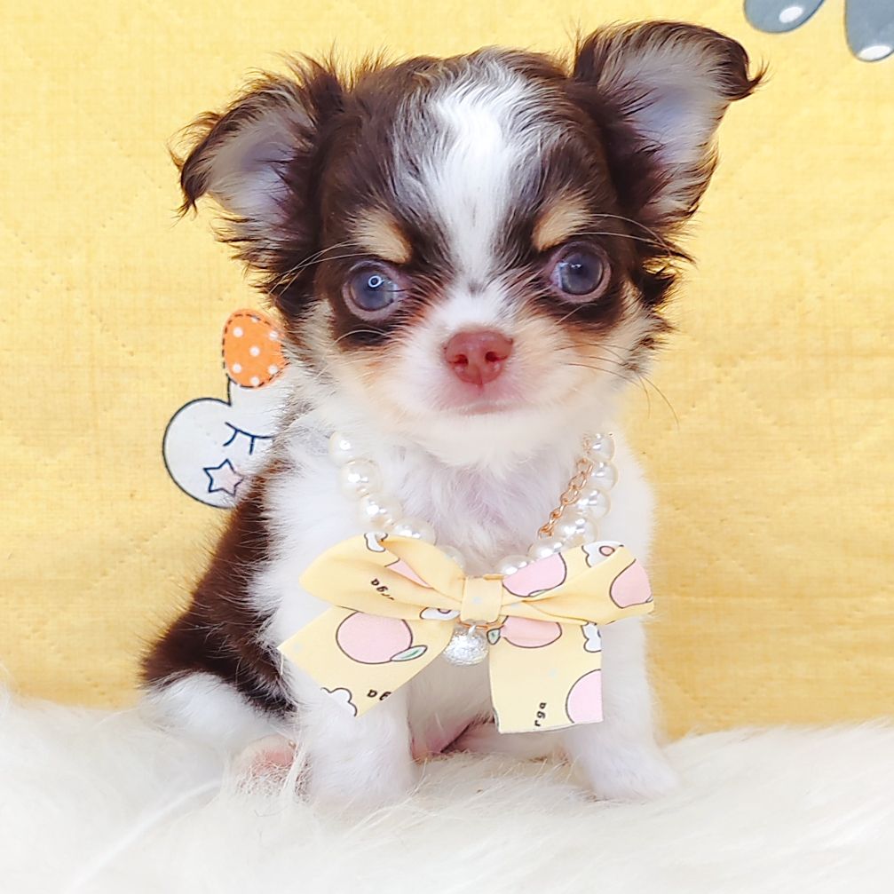 Chihuahua 吉娃娃