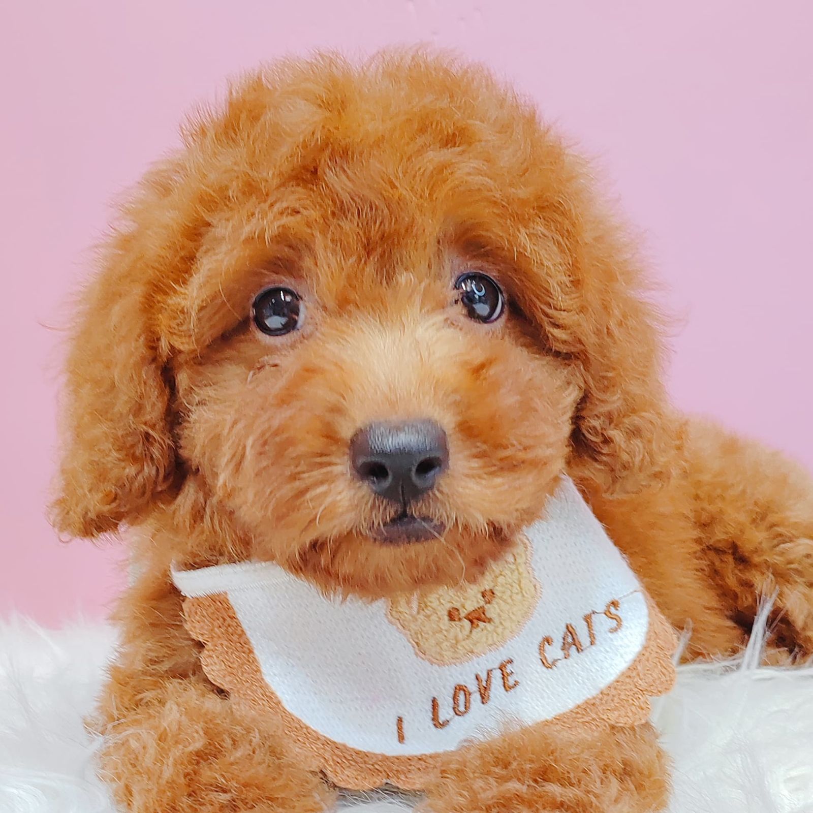 Poodle 娉拌开璐靛
