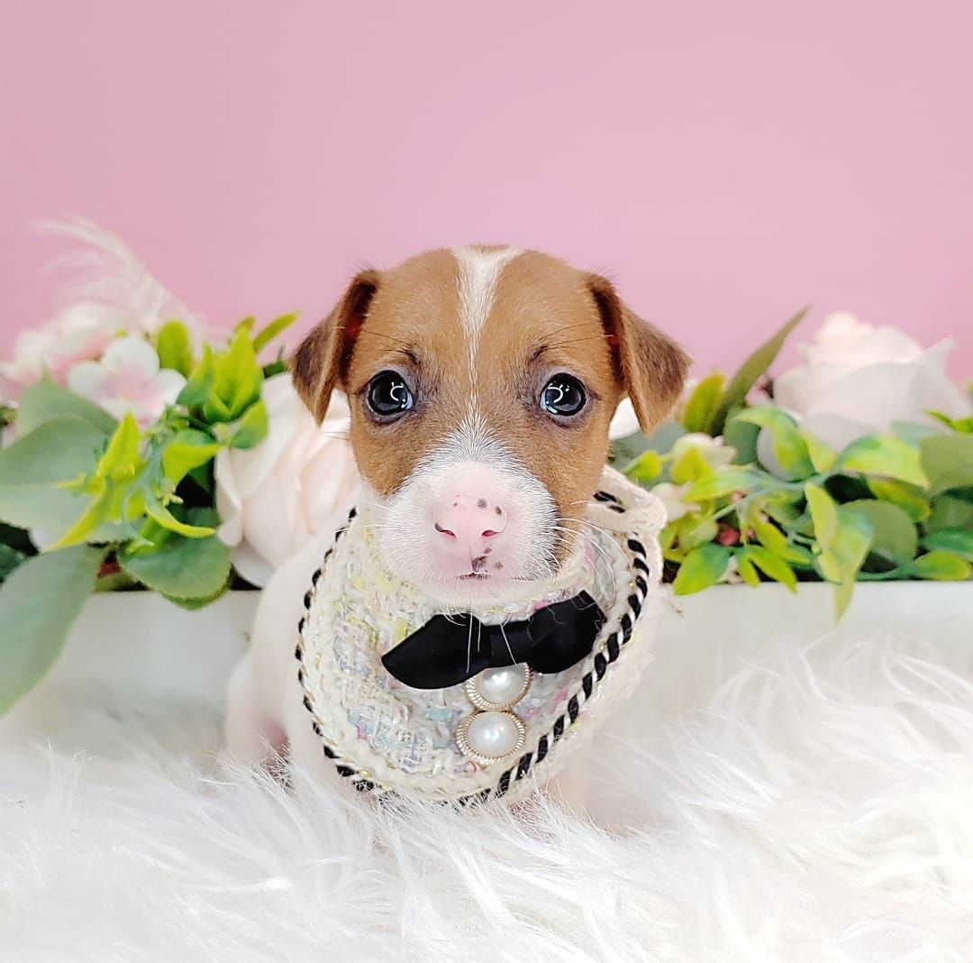 Jack Russell Terrier 杰克罗素梗