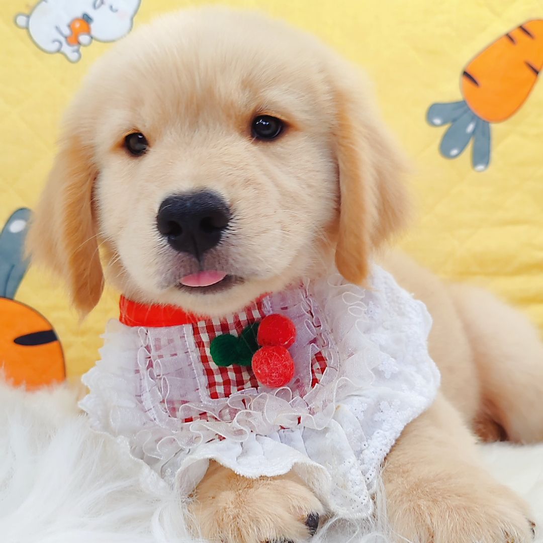 Golden Retriever 黄金猎犬