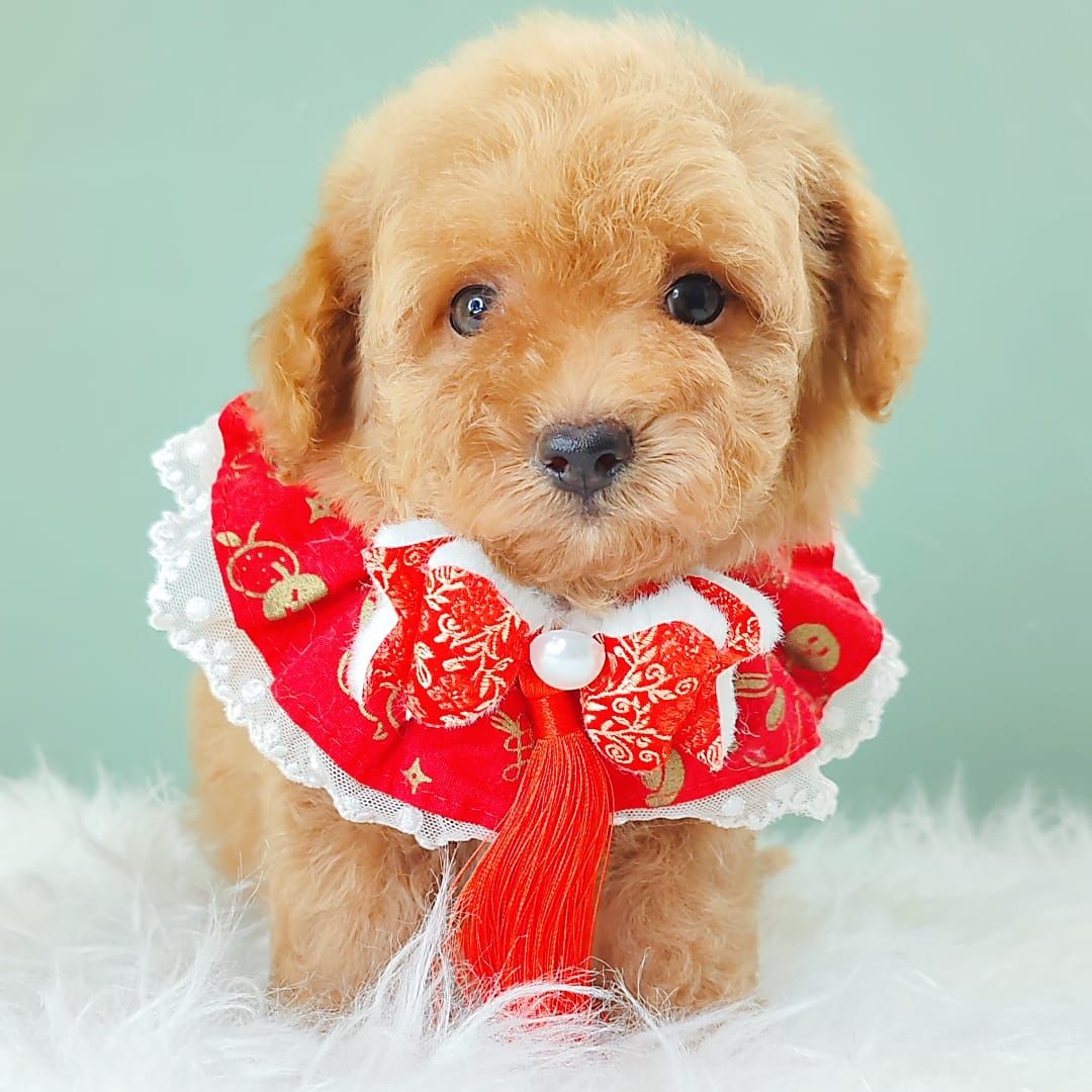 Maltipoo 马尔泰迪