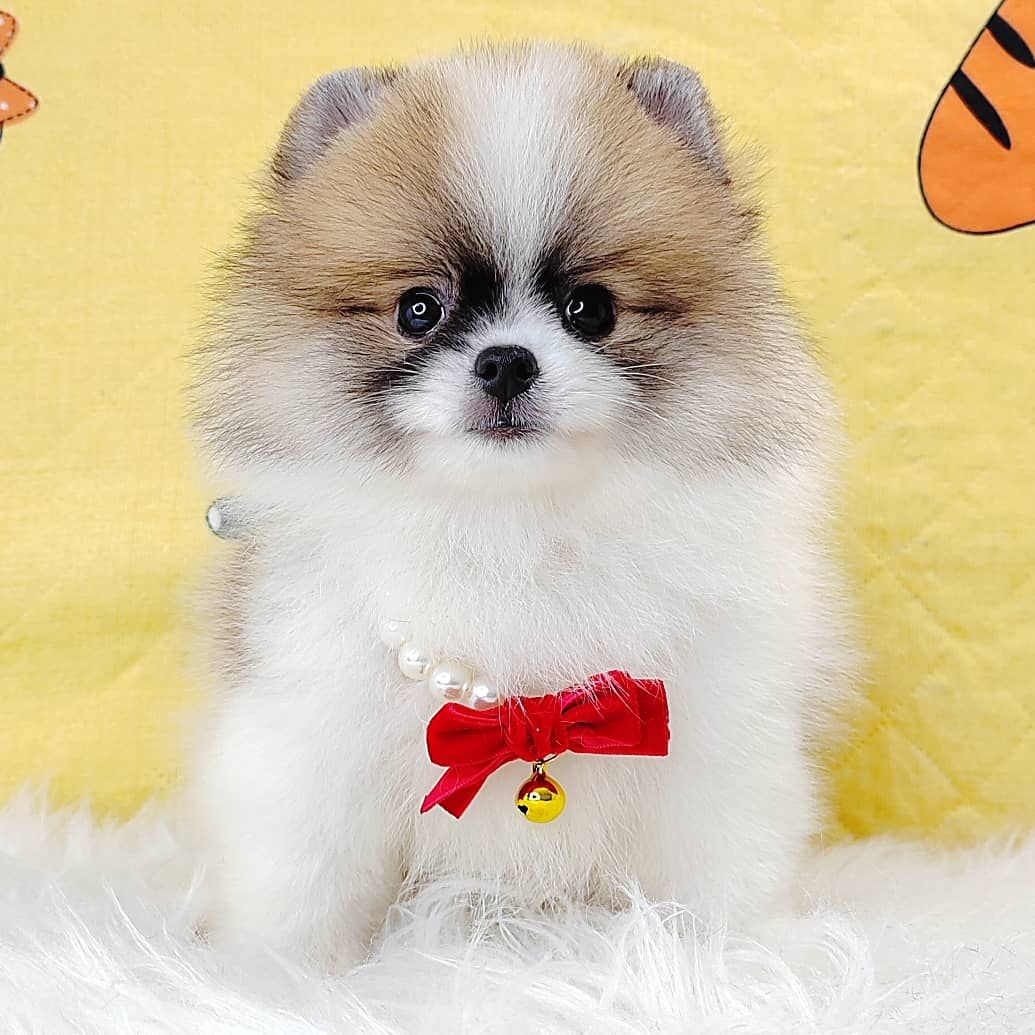Pomeranian 博美