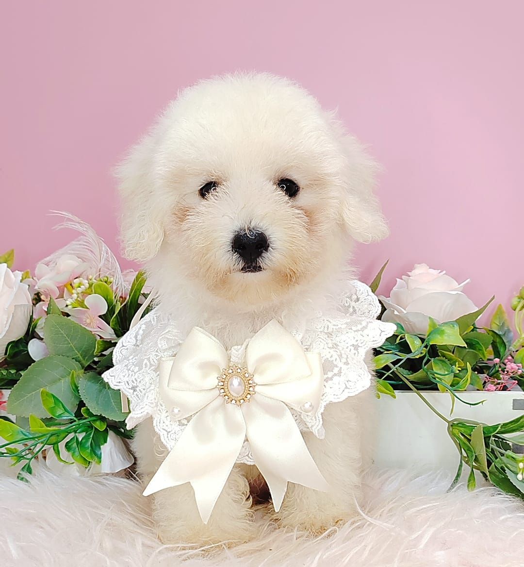 Poodle 娉拌开璐靛