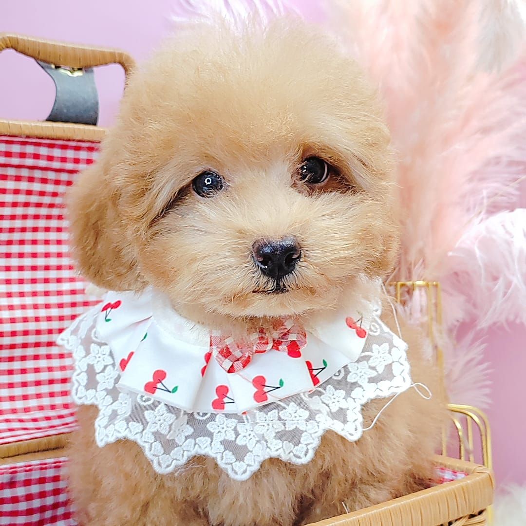 Poodle 娉拌开璐靛