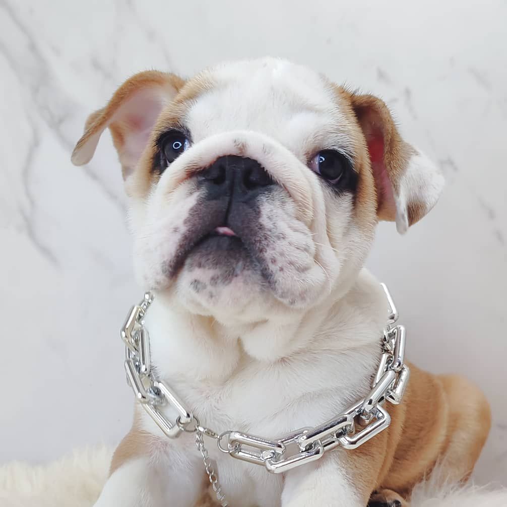 English Bulldog 英斗