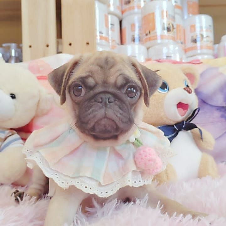 Pug 巴哥
