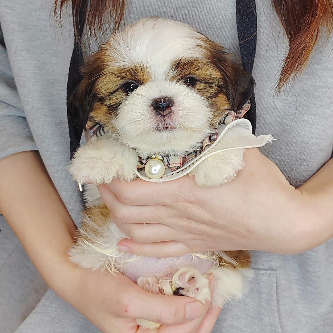 Shih Tzu 西施