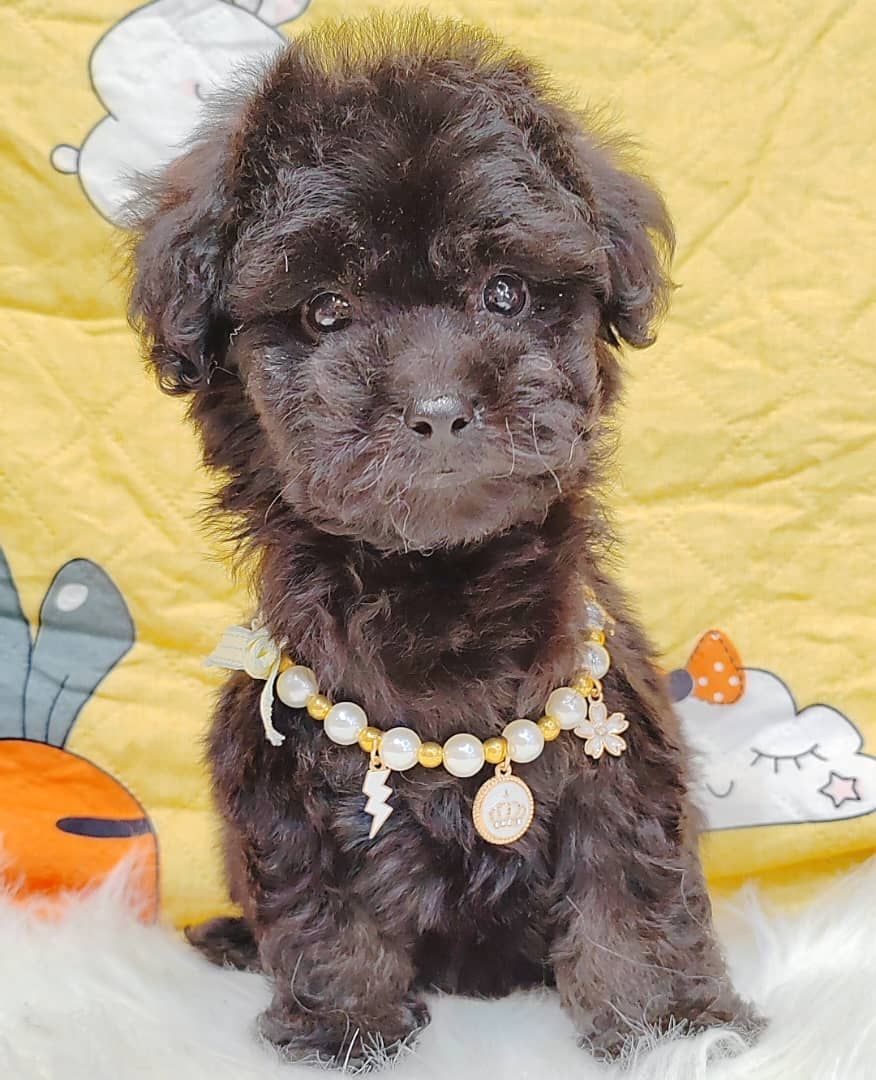 Poodle 娉拌开璐靛