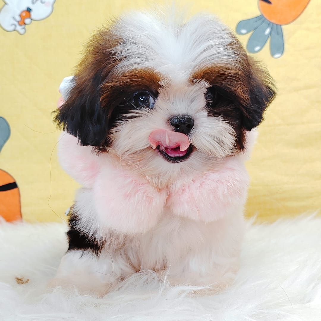 Shih Tzu 西施