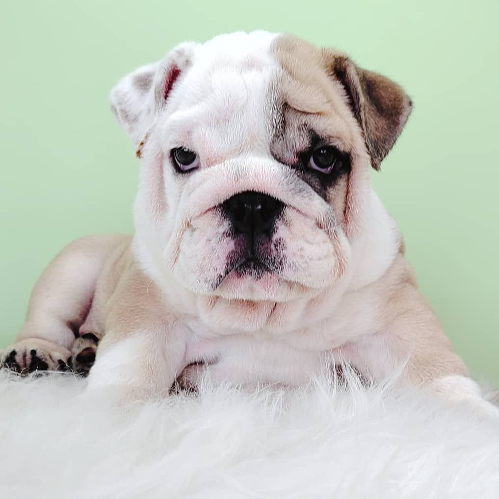 English Bulldog 英国斗牛犬