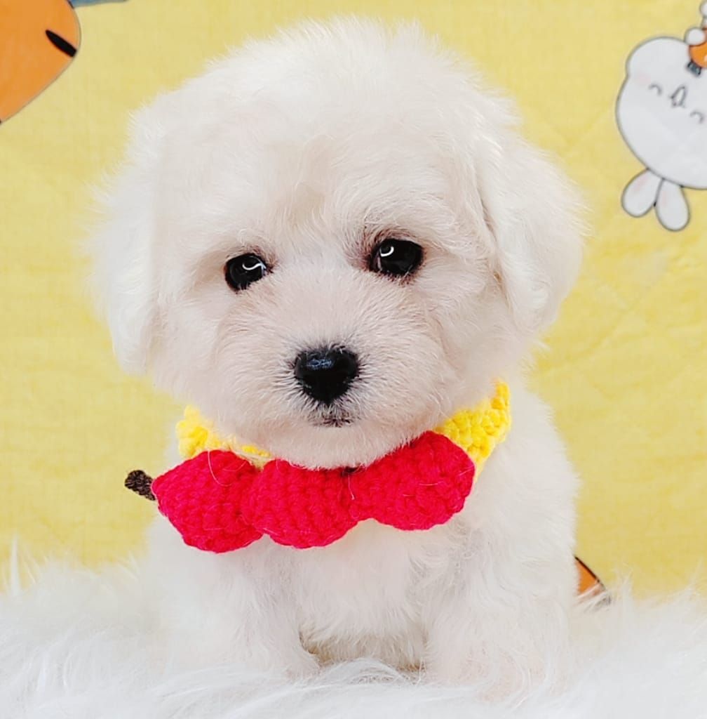 Bichon 比熊