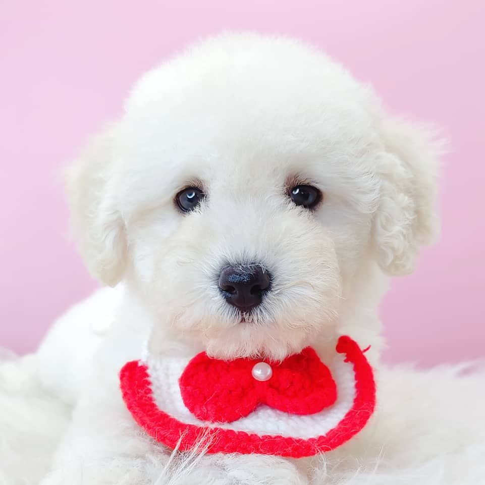 Poodle 娉拌开璐靛