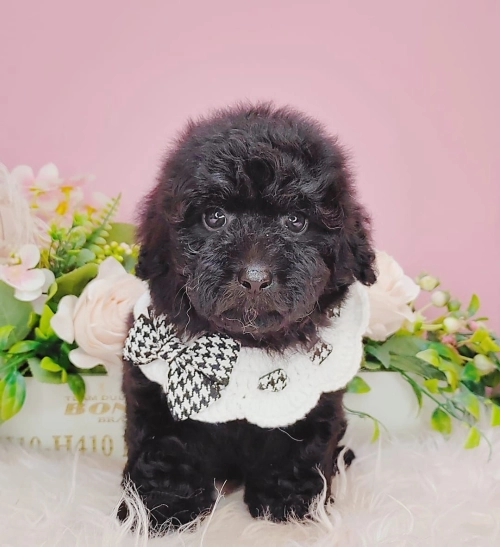 Poodle 泰迪贵宾 - FURGATHER DESTINY PET HOUSE