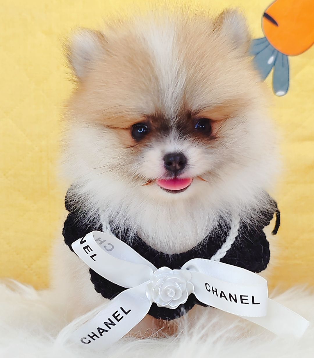 Pomeranian 博美