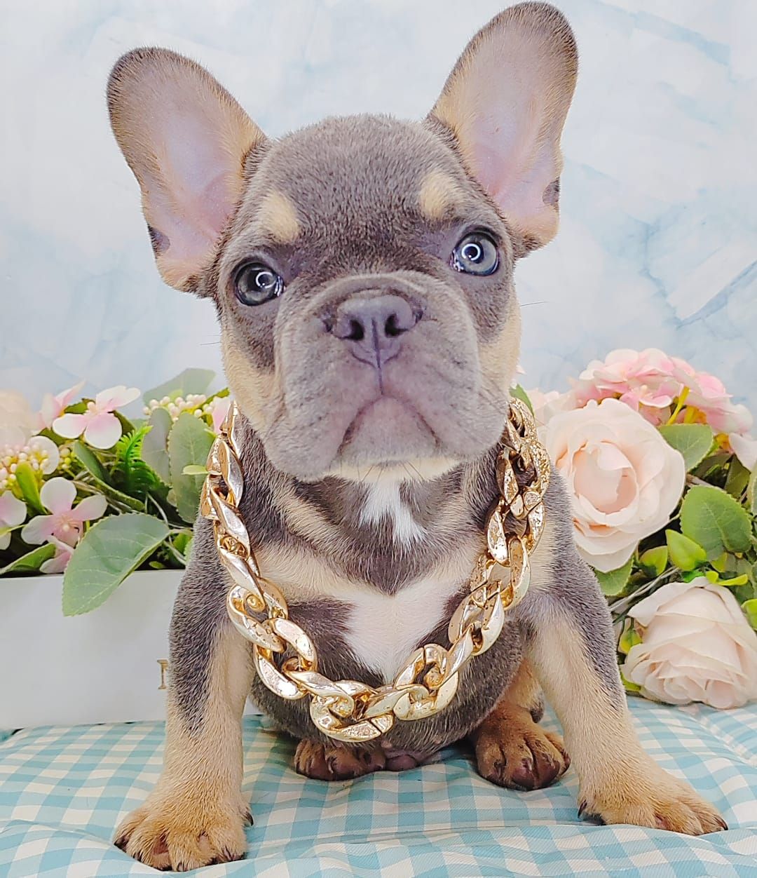  French Bulldog 法斗