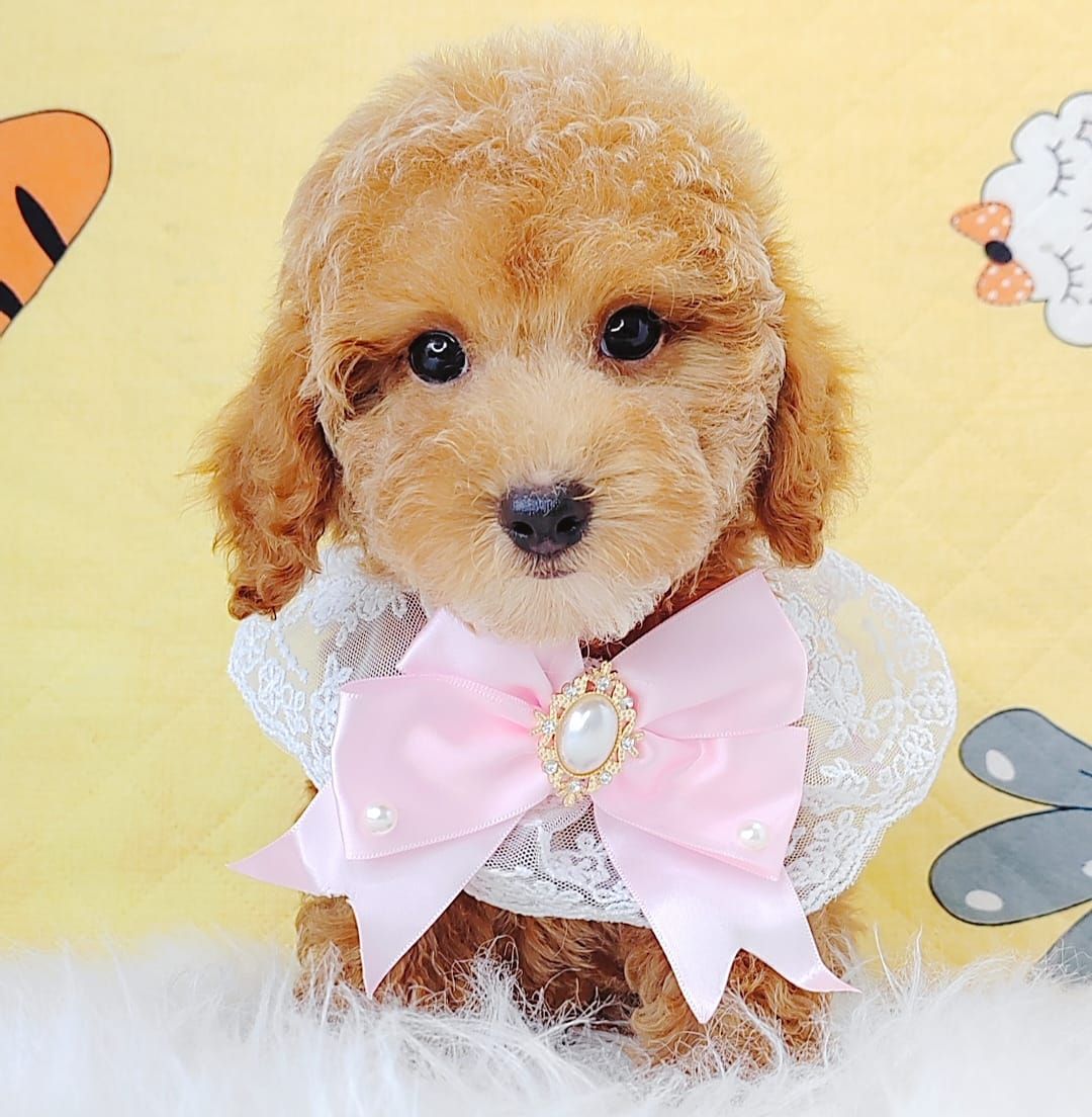 Poodle 娉拌开璐靛