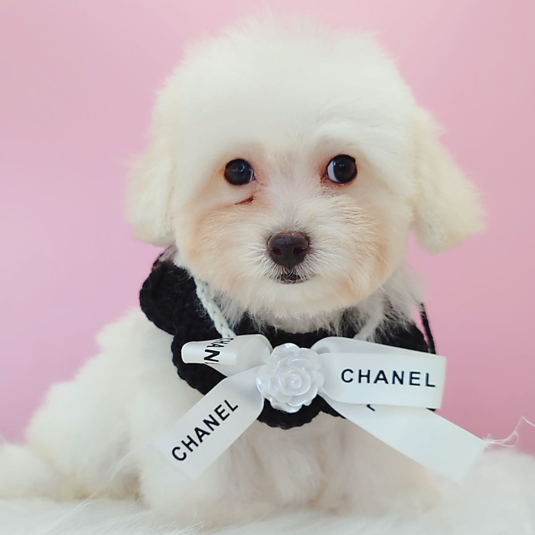 Maltipoo 马尔泰迪