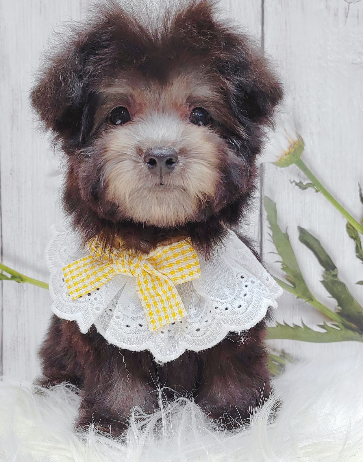 Poodle 璐靛娉拌开