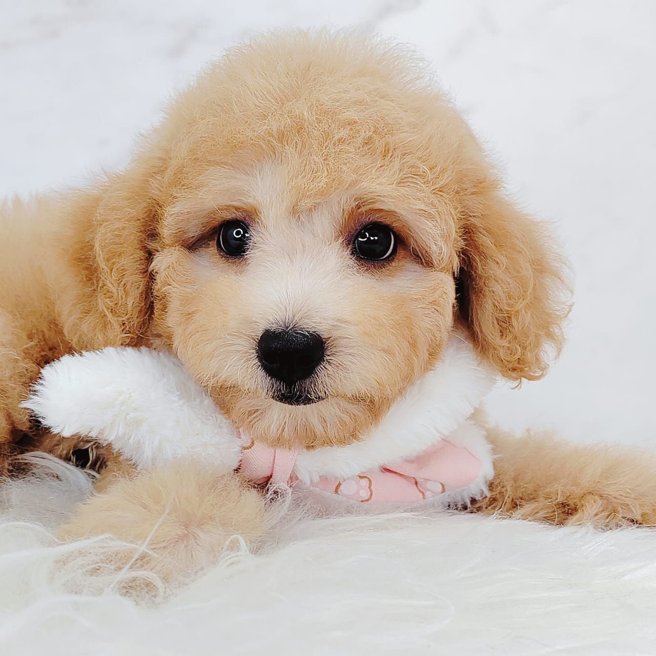 Poodle 娉拌开璐靛