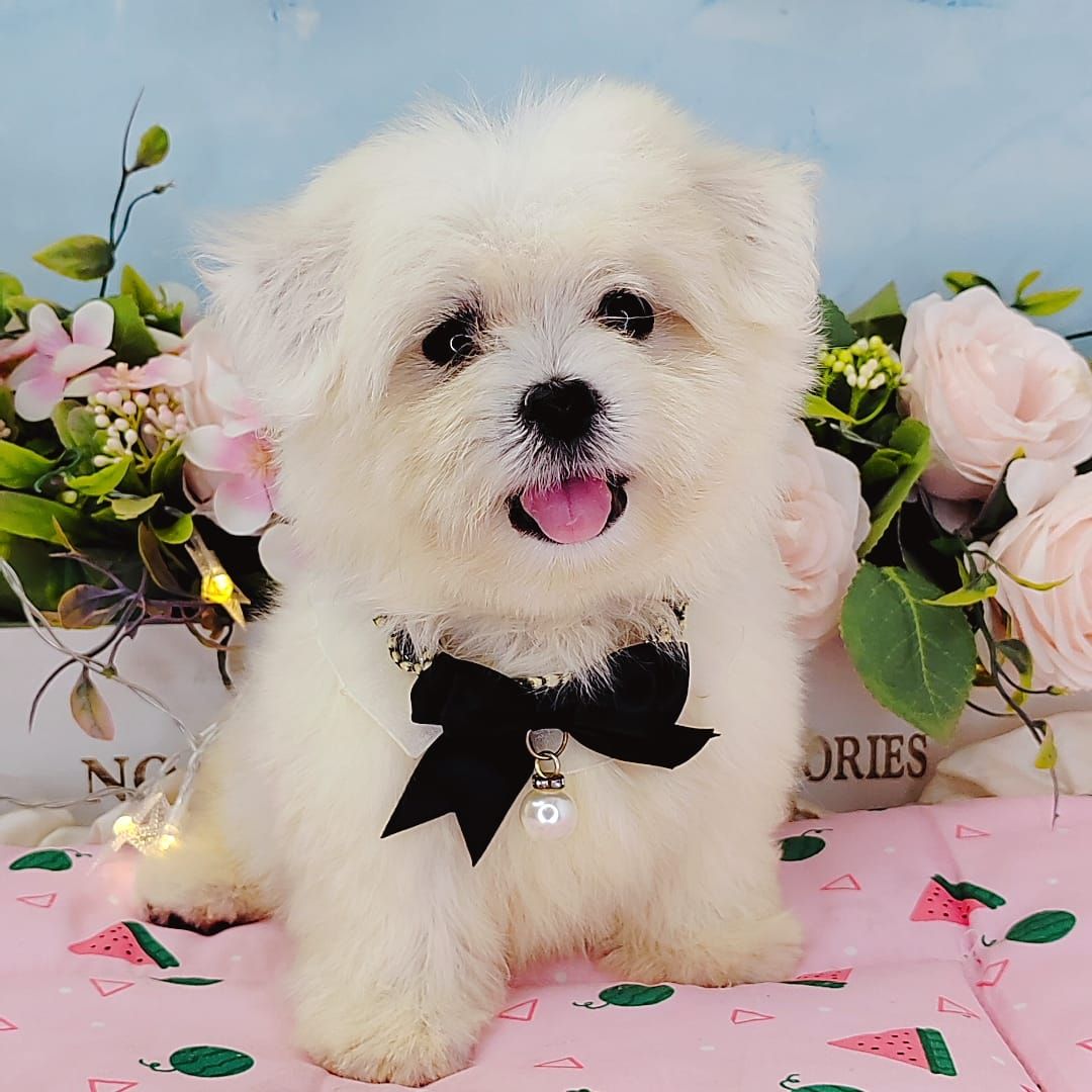 Maltese 马尔济斯