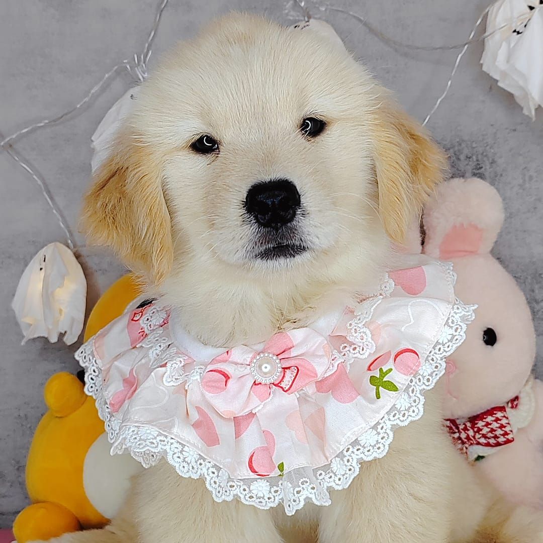 Golden Retriever 黄金猎犬