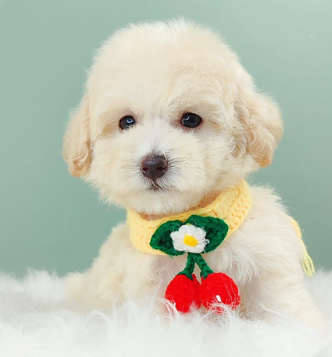 Maltipoo 马尔泰迪