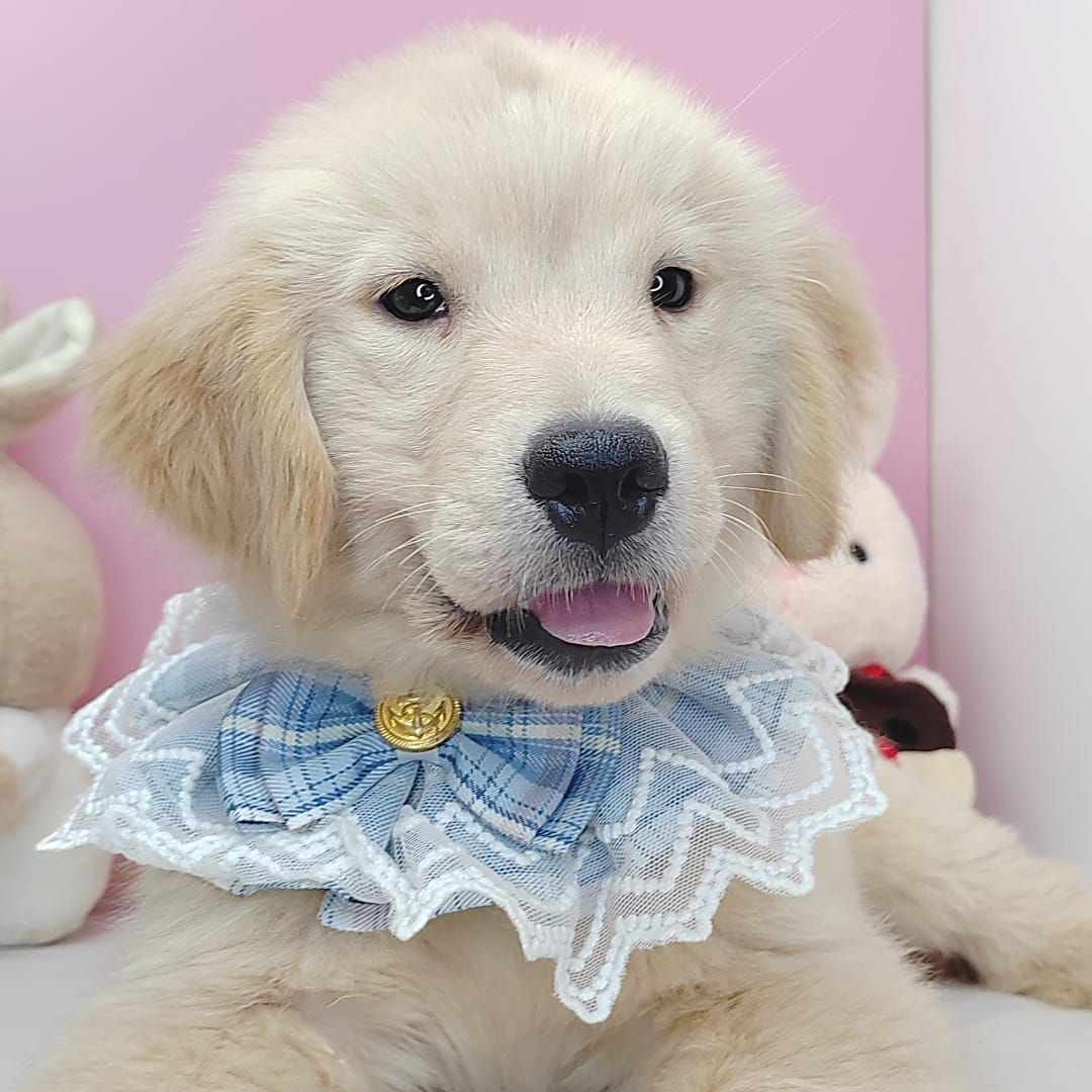 Golden Retriever 黄金猎犬