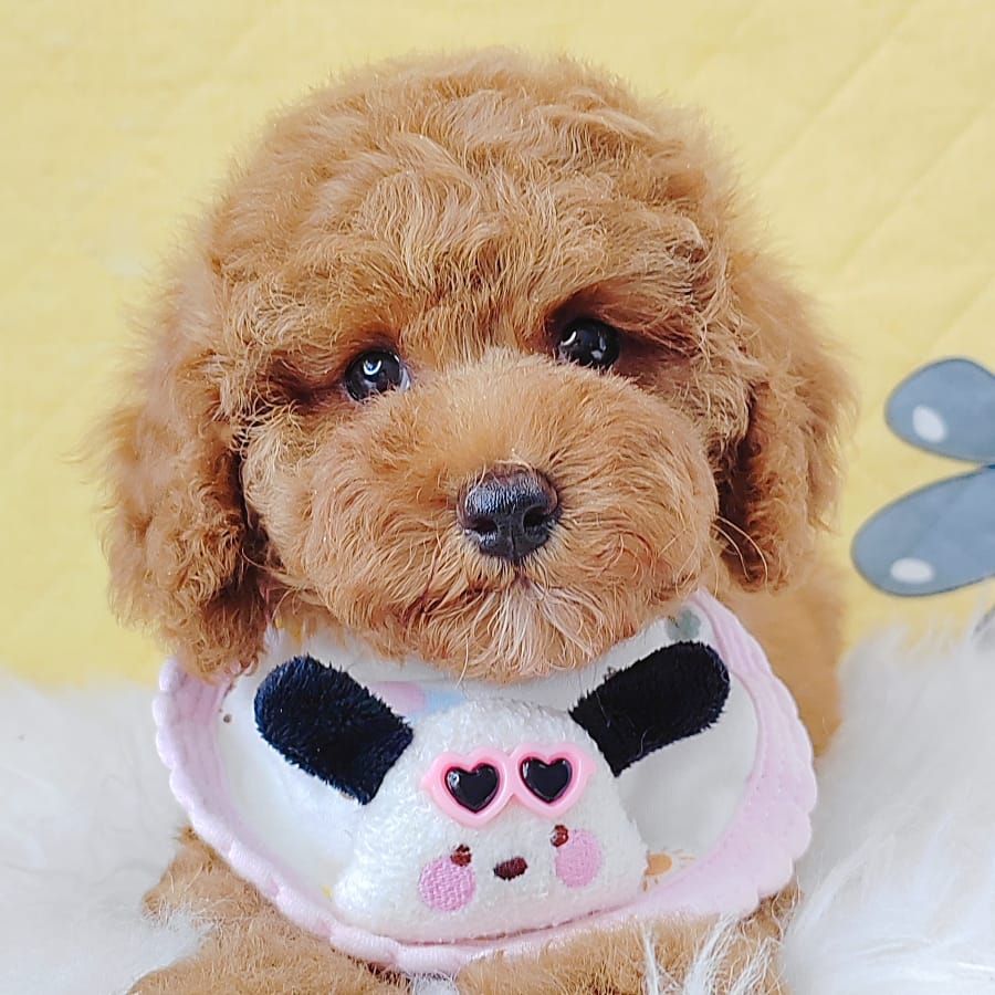 Poodle 娉拌开璐靛