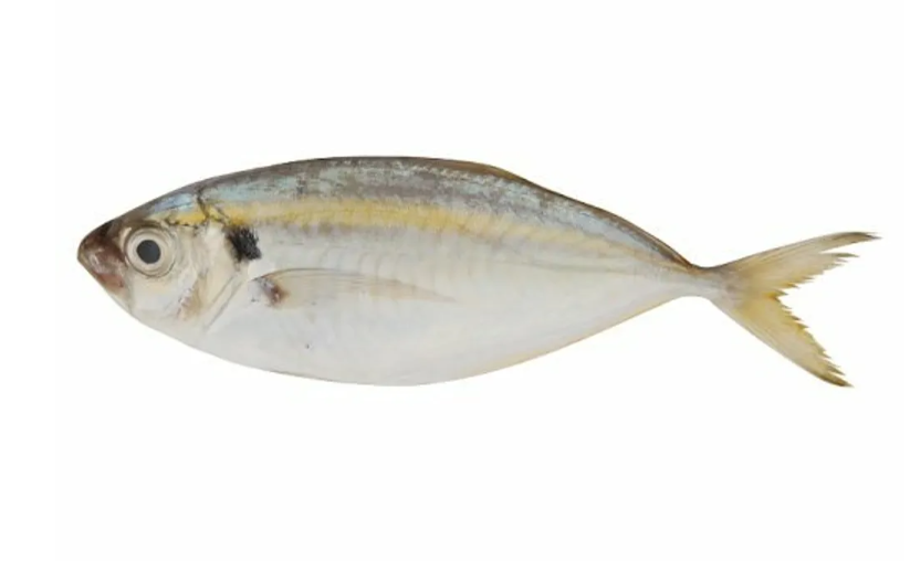 Frozen Yellowstripe Scad (Ikan Selar Kuning) Supplier Malaysia | Cheong Vege