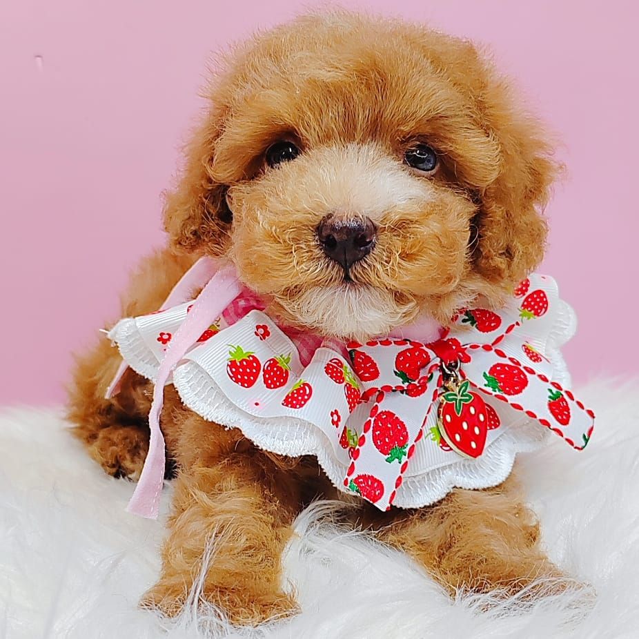 Maltipoo 马尔泰迪