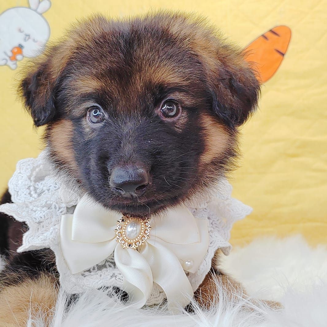 German Shepherd 德国牧羊犬