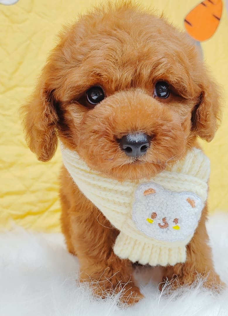 Poodle 娉拌开璐靛