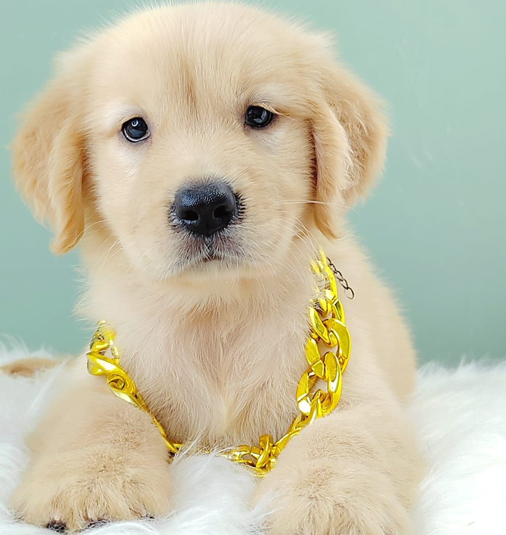 Golden Retriever 黄金猎犬