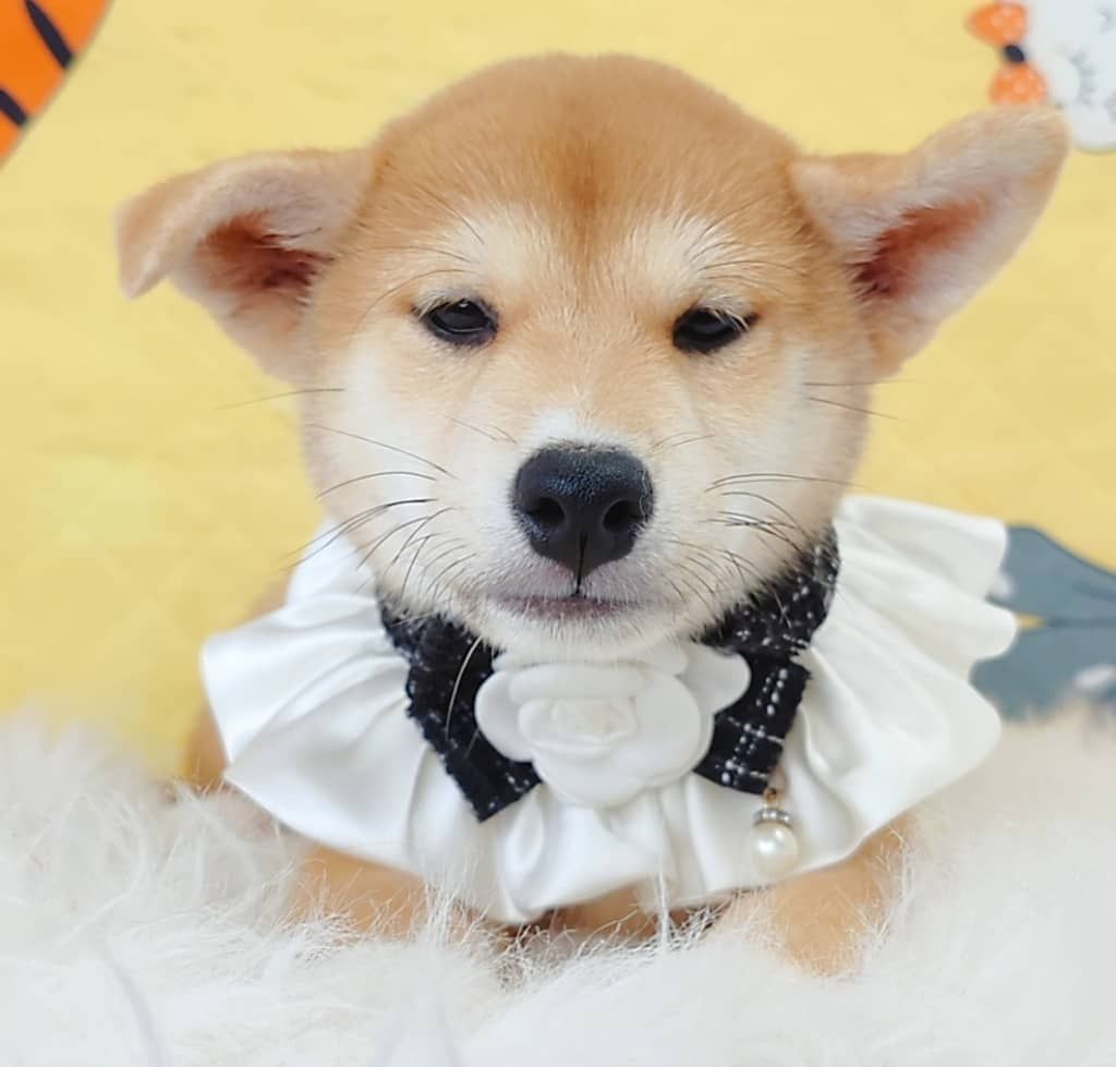 Shiba Inu 柴犬