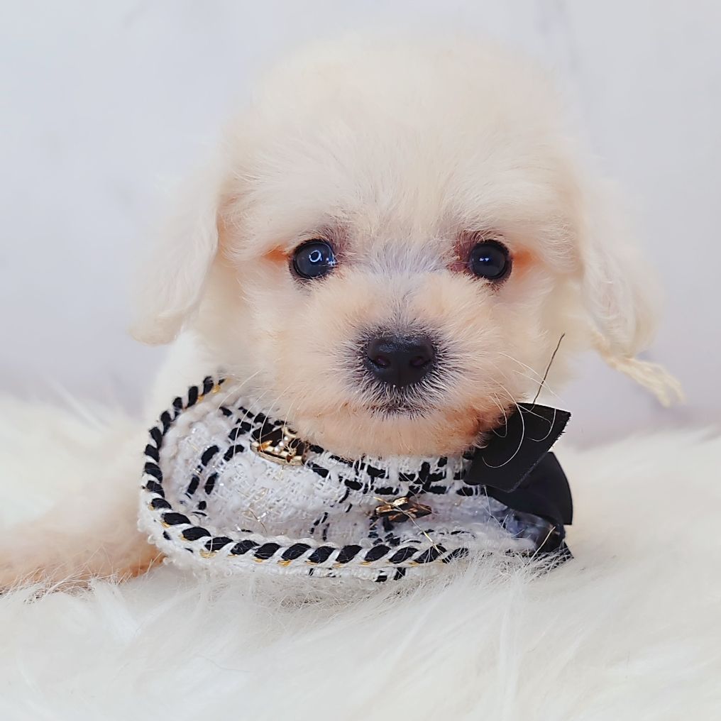 Bichon Frise 比熊