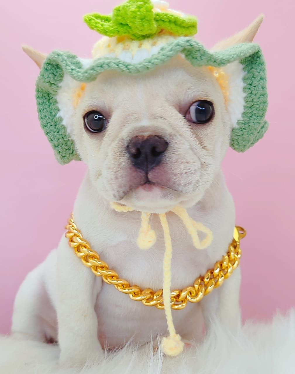 French Bulldog 法斗