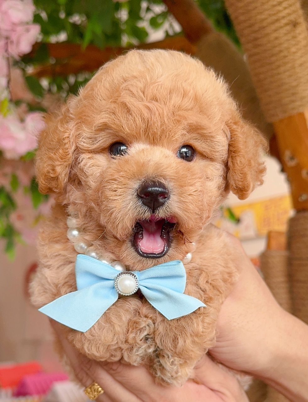 Poodle 娉拌开璐靛