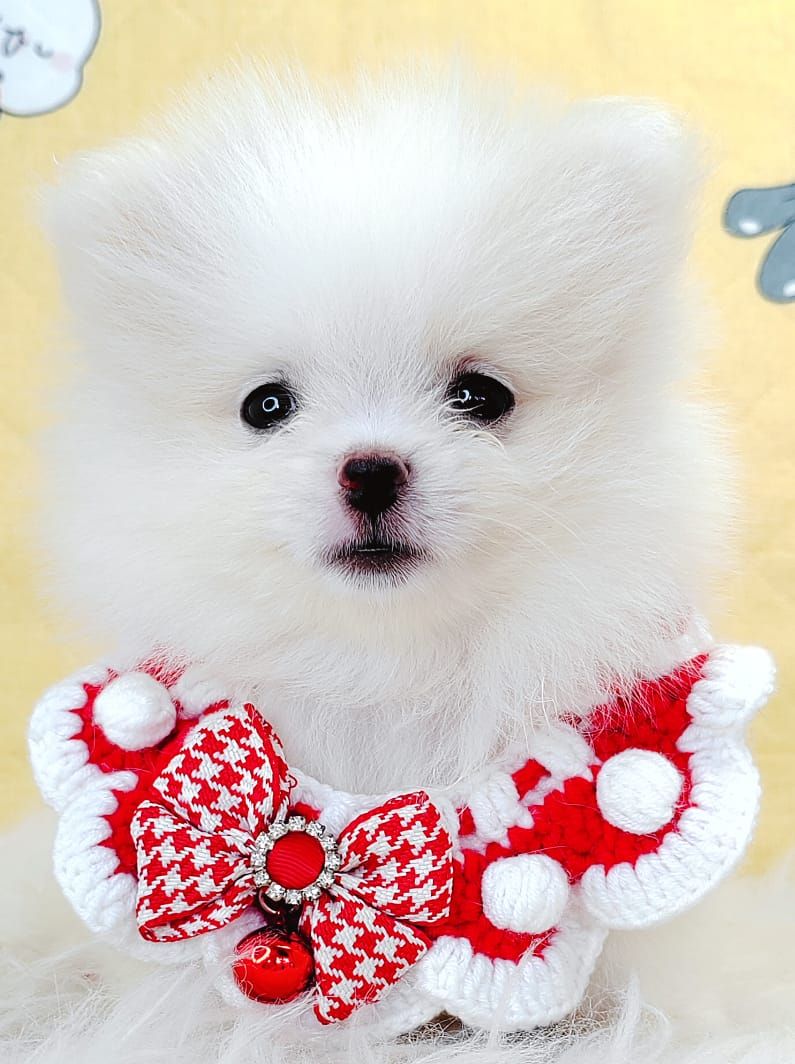 Pomeranian 博美