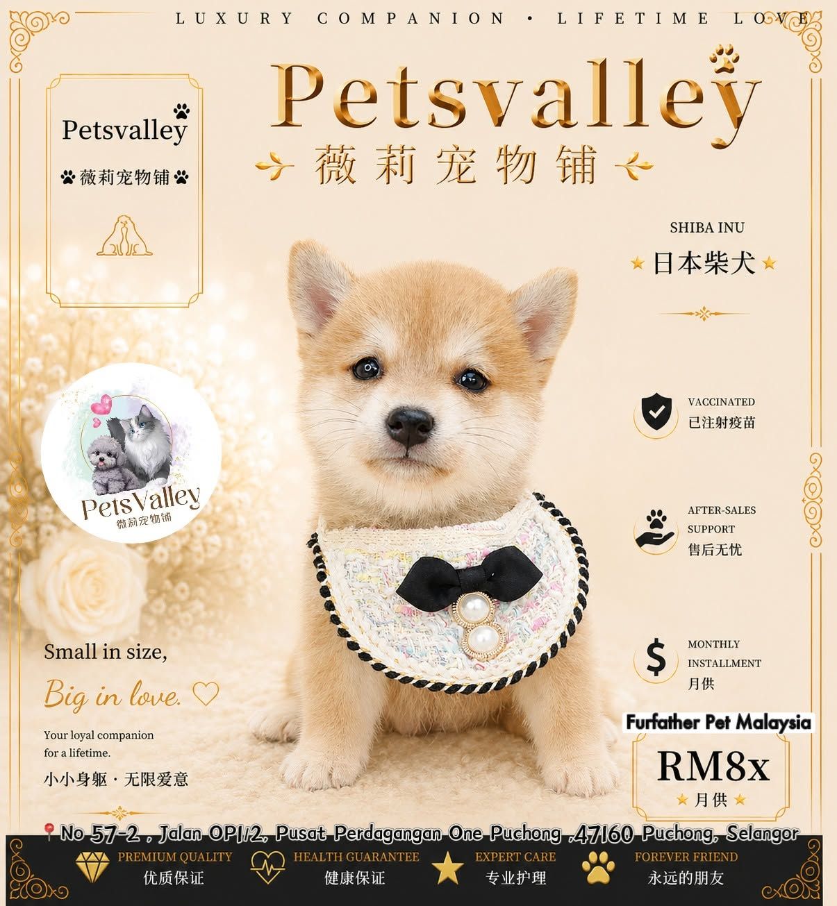Shiba Inu 柴犬