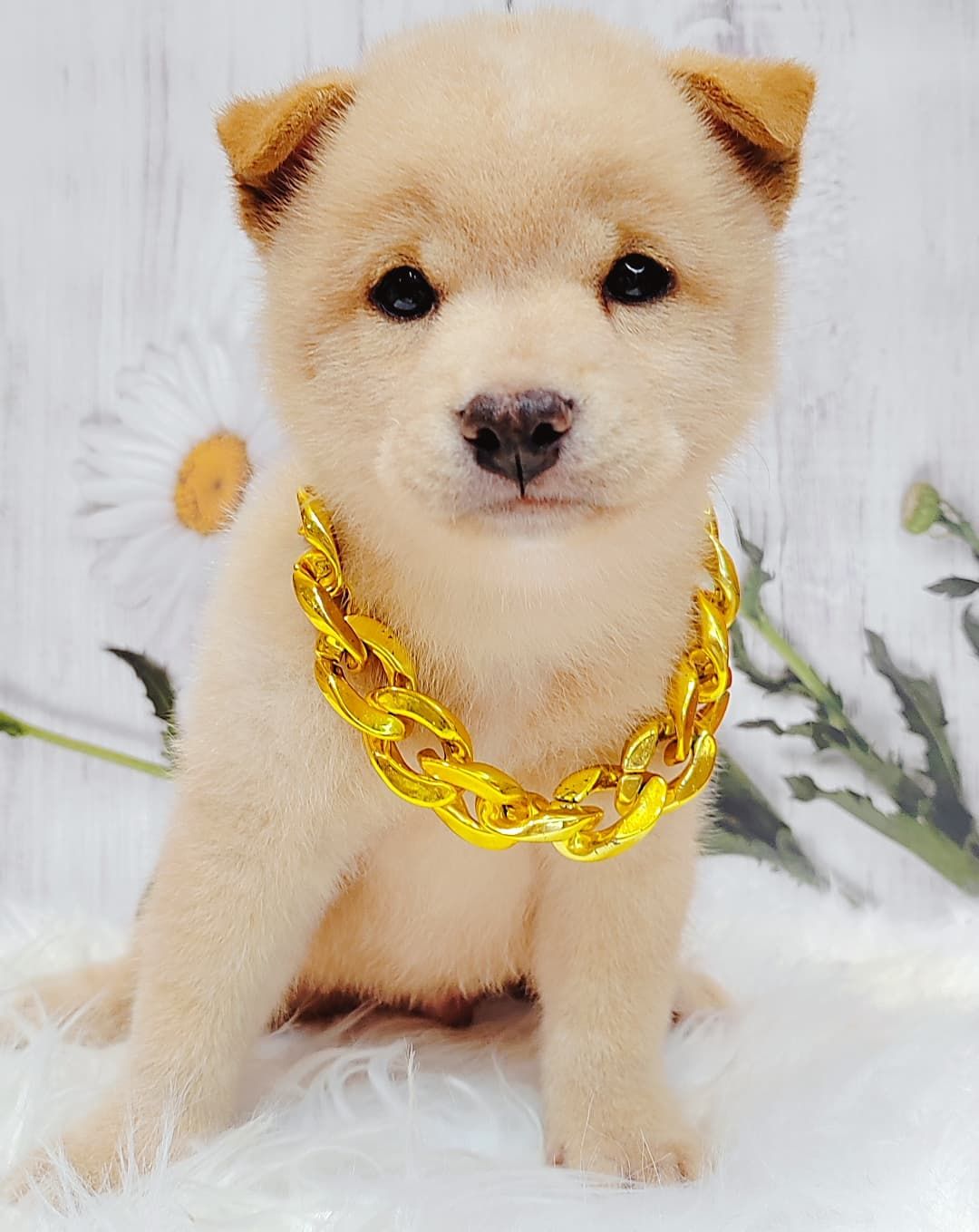 Shiba Inu 柴犬
