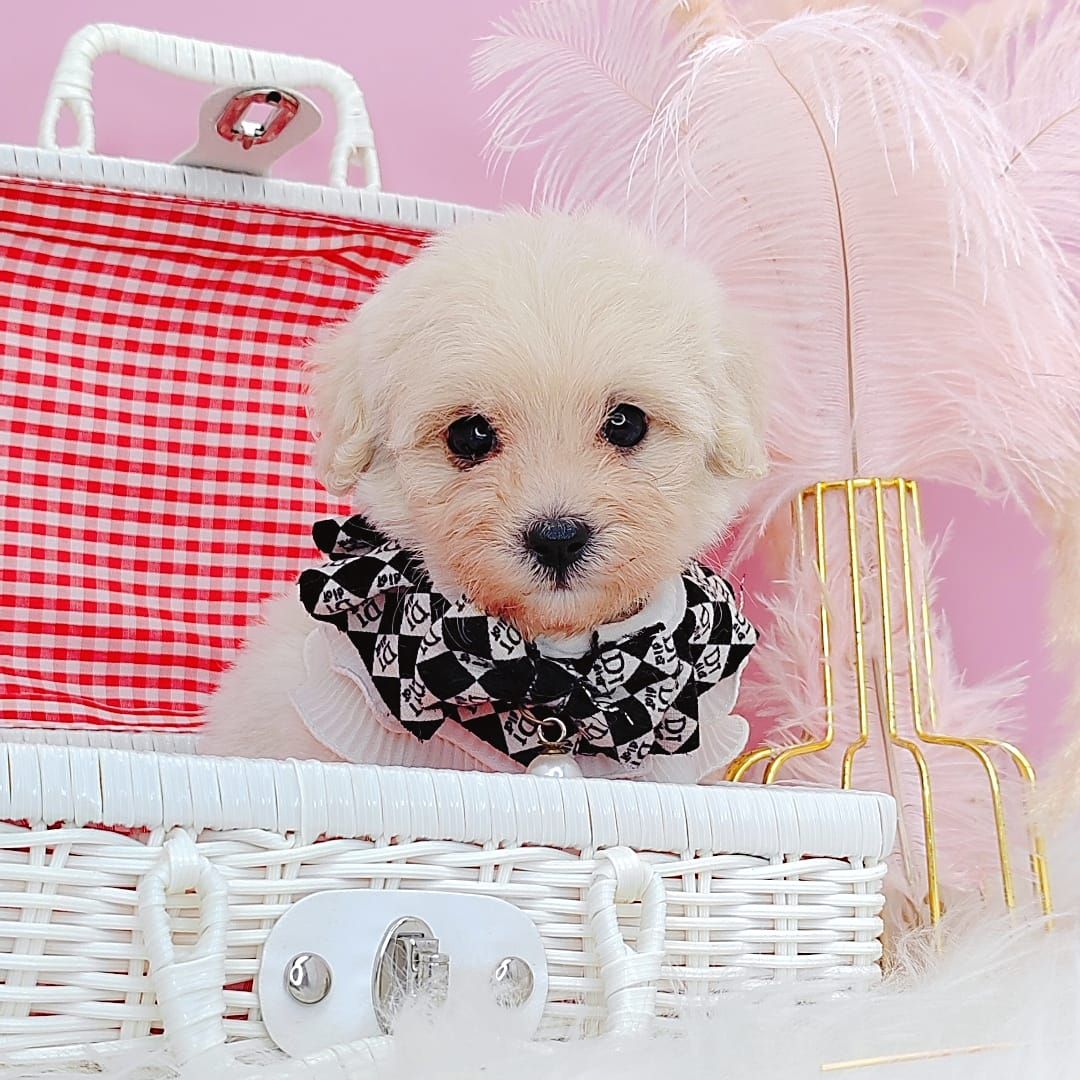 Maltipoo 马尔泰迪