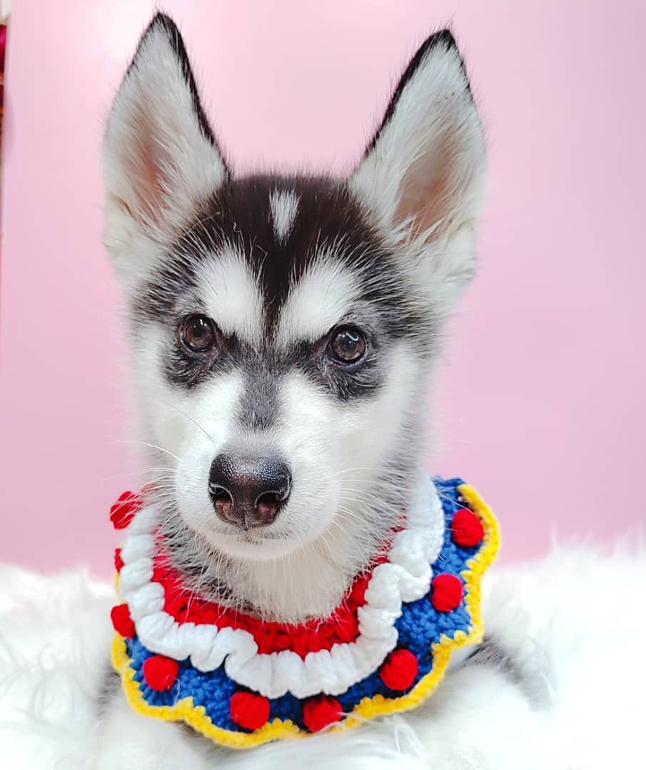 Pomsky 博士奇